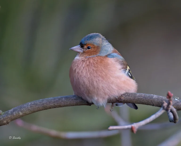 Chaffinch