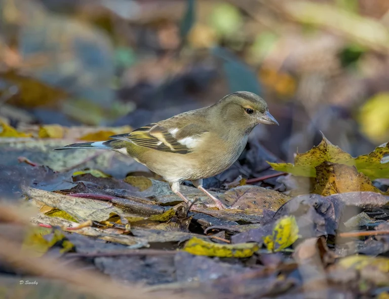 Chaffinch