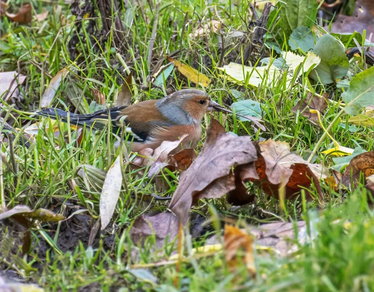 Chaffinch