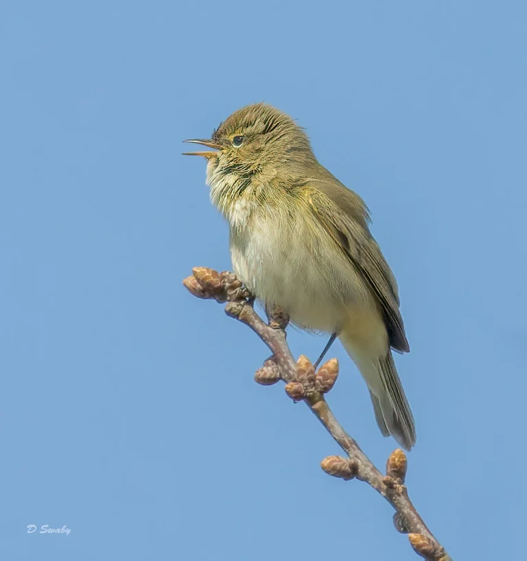 Chiffchaff