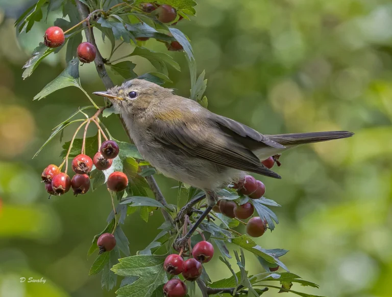 Chiffchaff