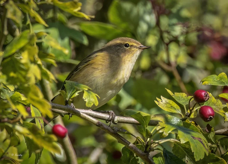 Chiffchaff