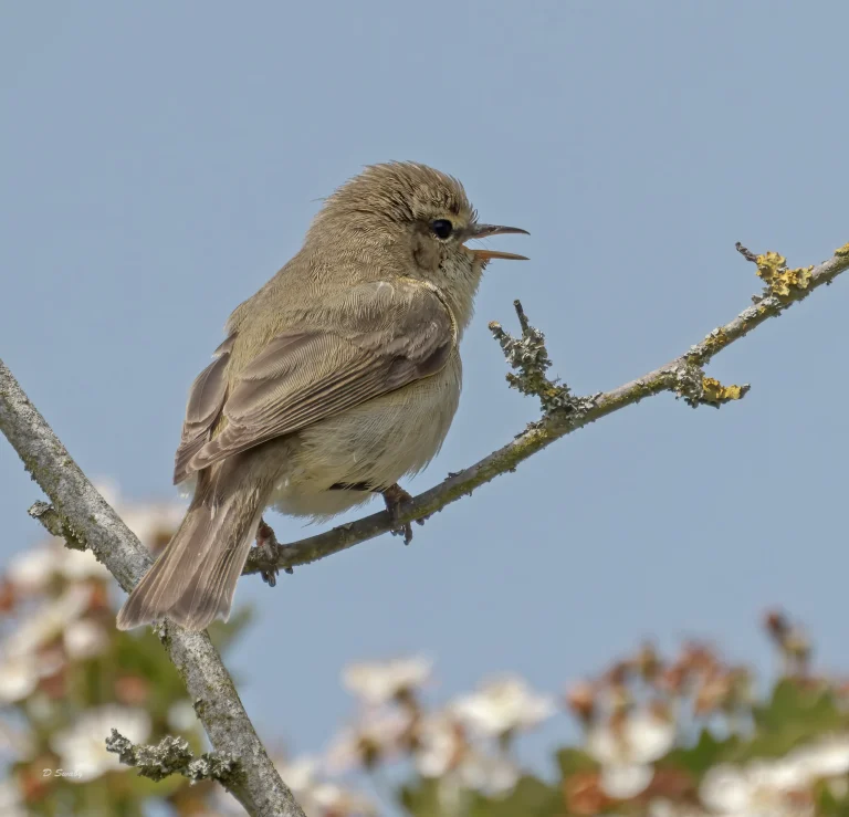 Chiffchaff