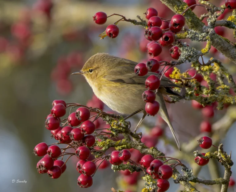 Chiffchaff