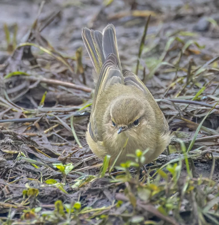 Chiffchaff