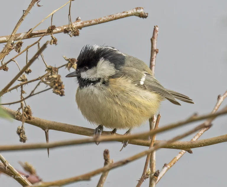 Coal Tit