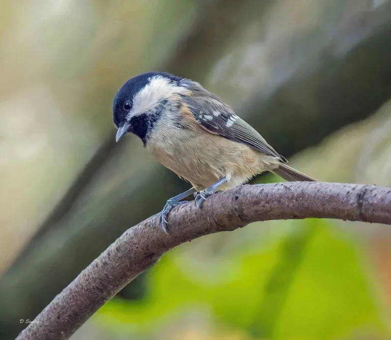 Coal Tit