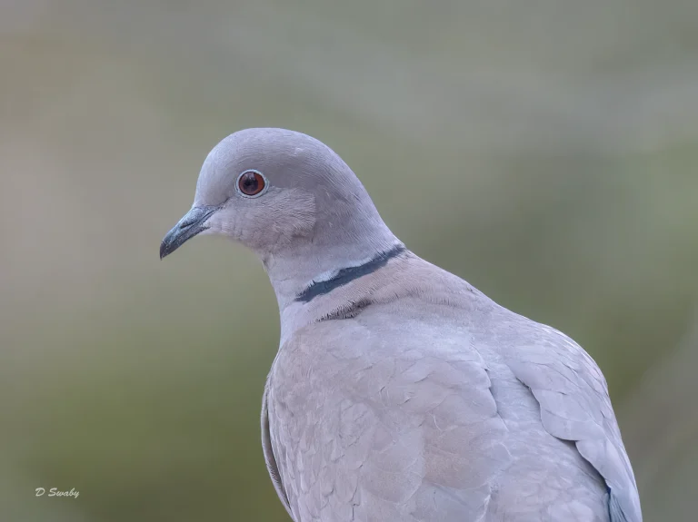 Collard Dove