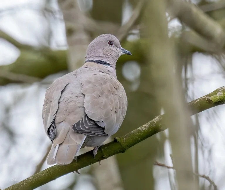 Collared Dove