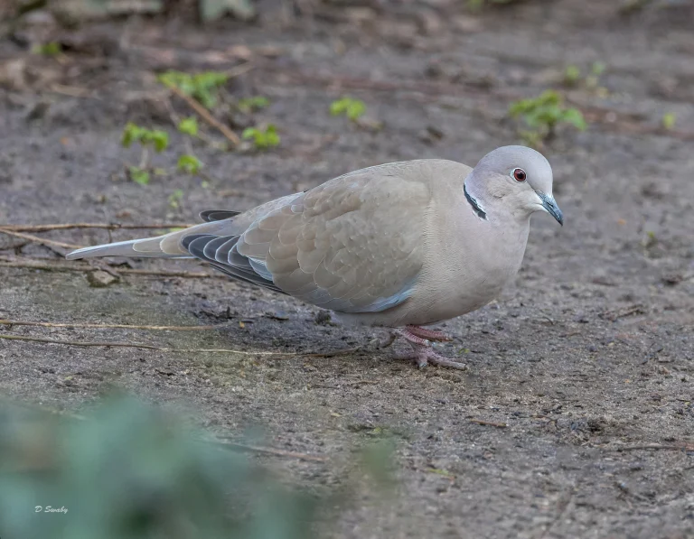 Collared Dove
