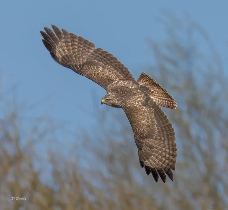 Common Buzzard