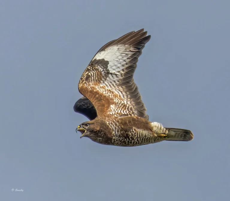 Common Buzzard