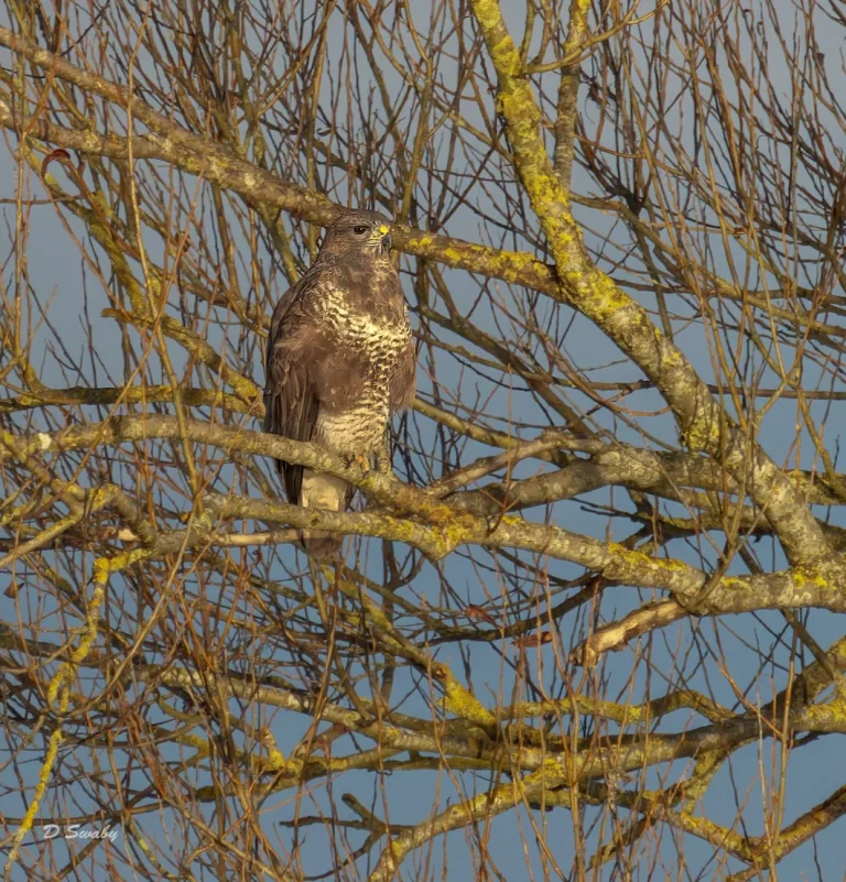Common Buzzard