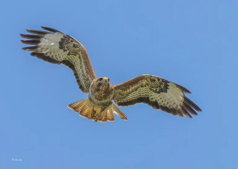 Common Buzzard