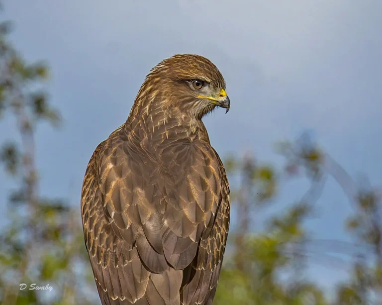 Common Buzzard