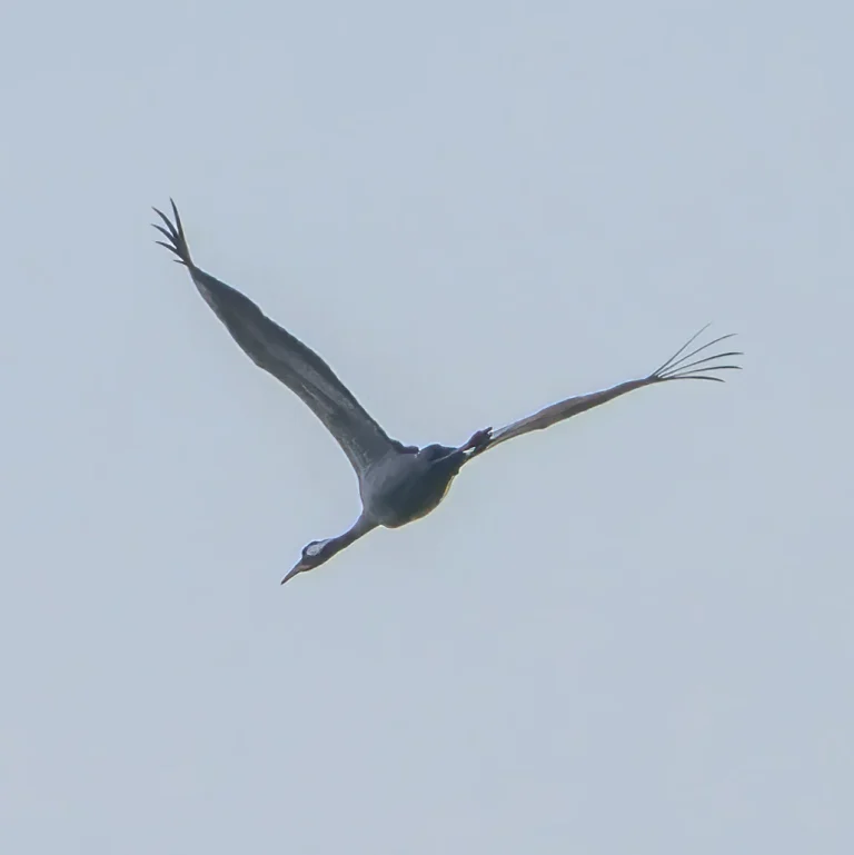 Common Crane