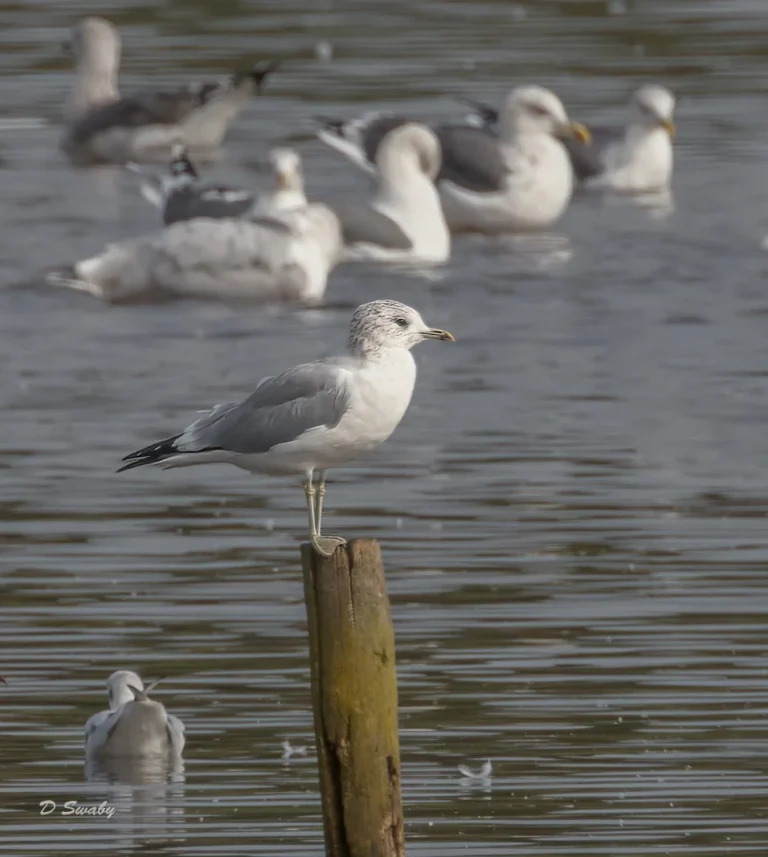 Common Gull