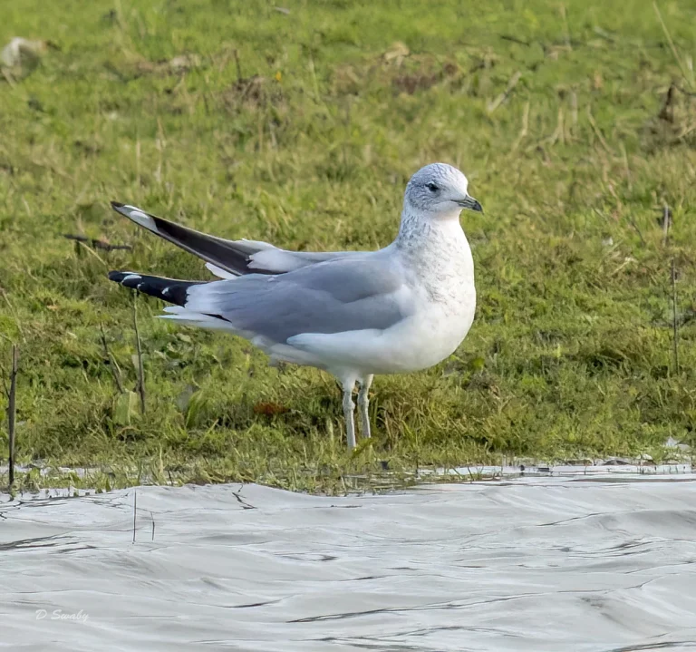 Common Gull