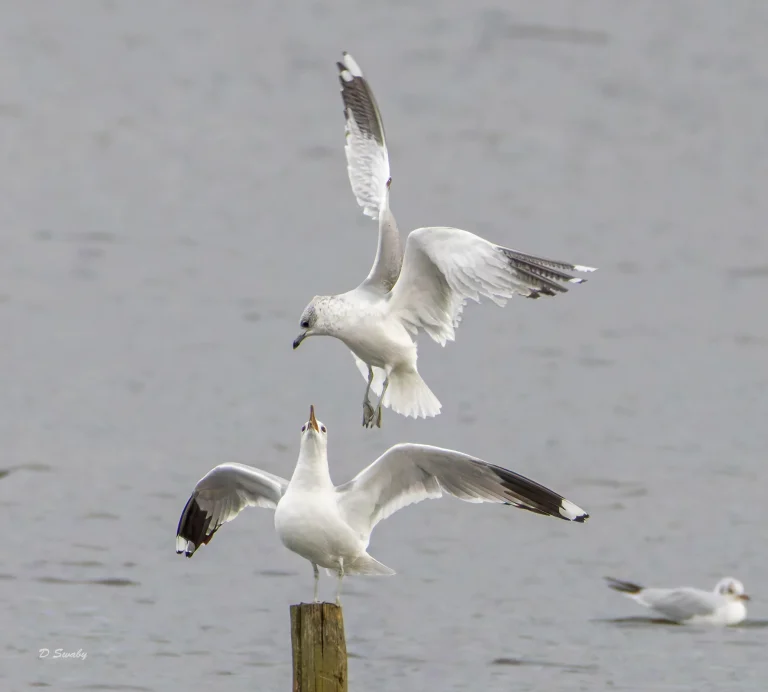 Common Gulls