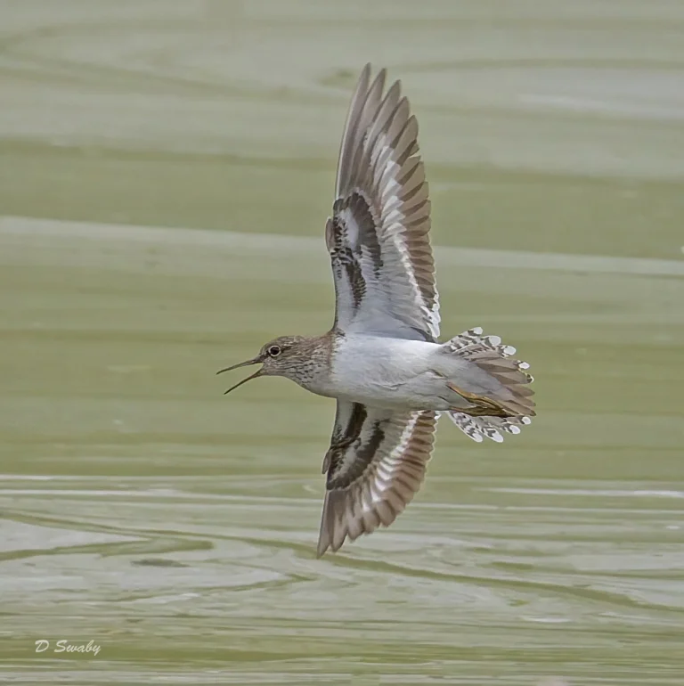 Common Sandpiper
