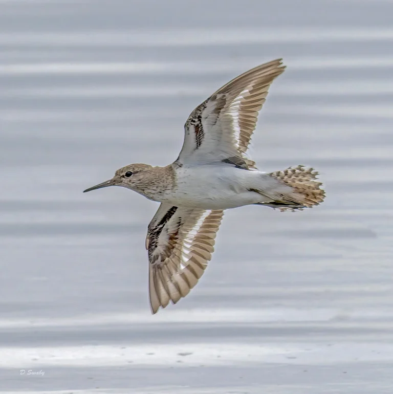 Common Sandpiper
