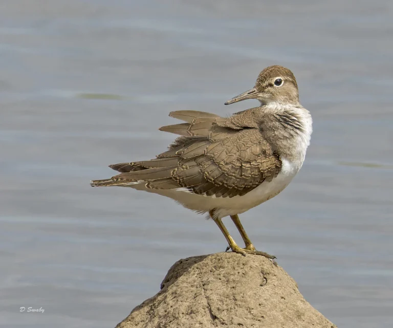 Common Sandpiper