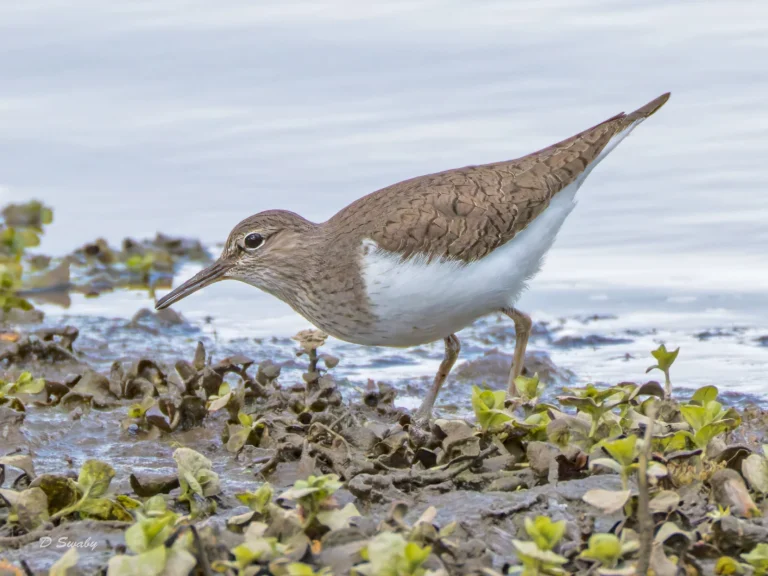 Common Sandpiper