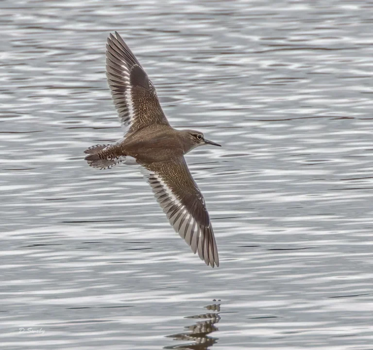 Common Sandpiper