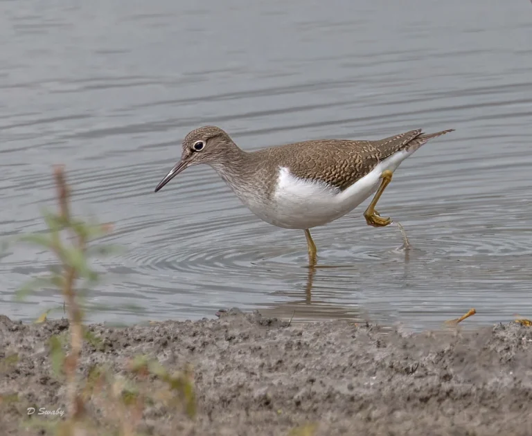 Common Sandpiper