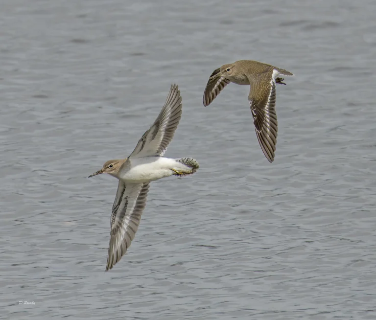 Common Sandpipers