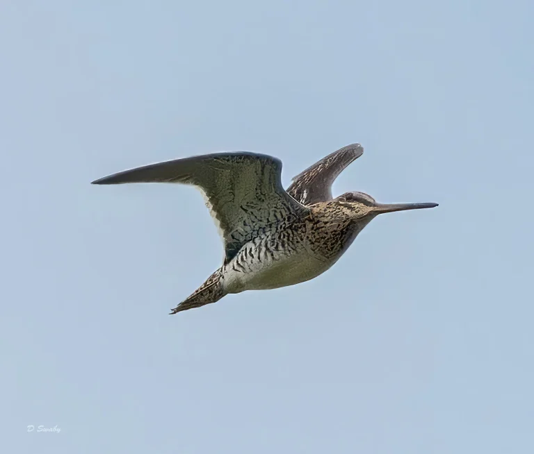 Common Snipe