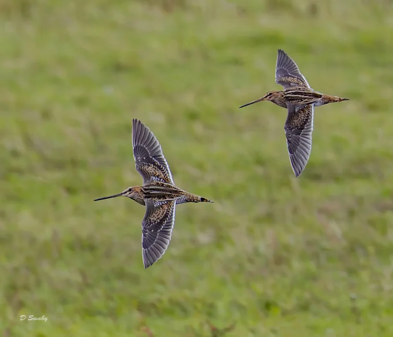 Common Snipe
