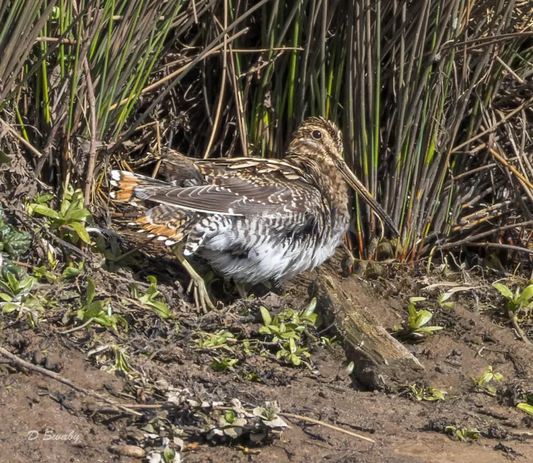 Common Snipe