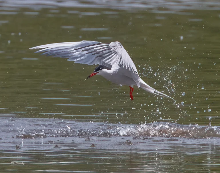 Common Tern