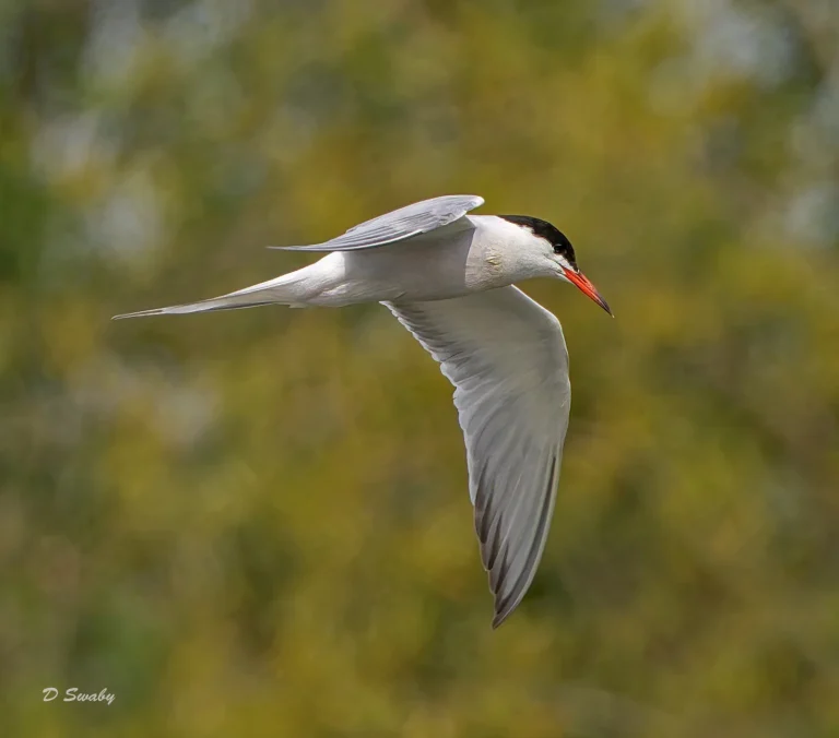 Common Tern