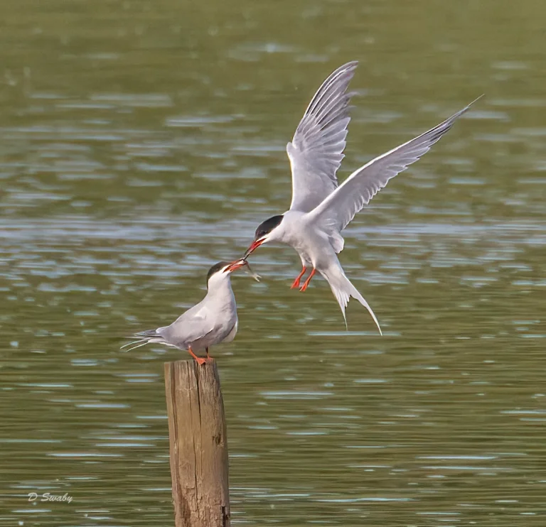 Common Tern