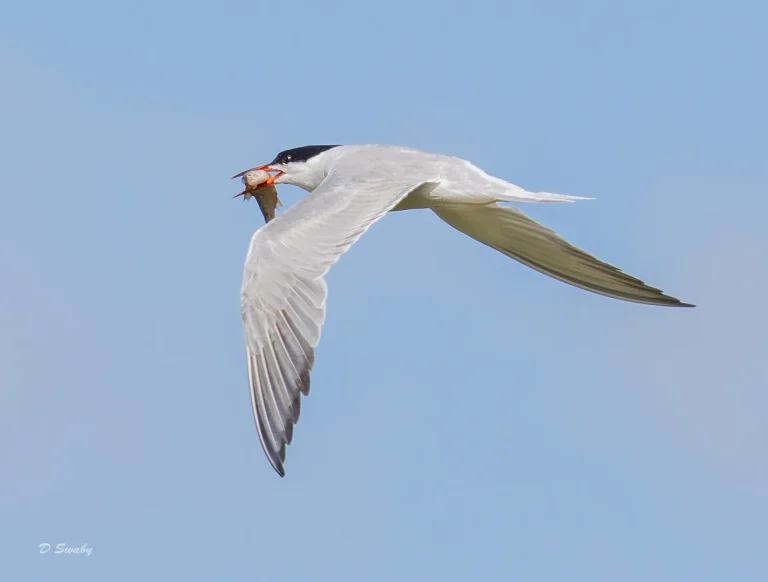 Common Tern