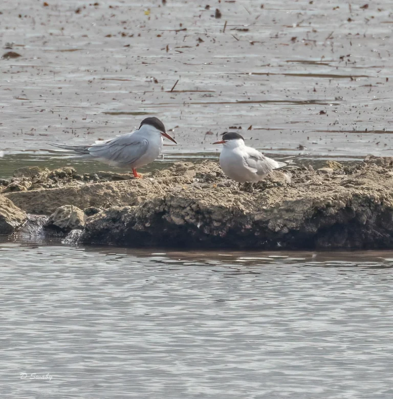 Common Terns