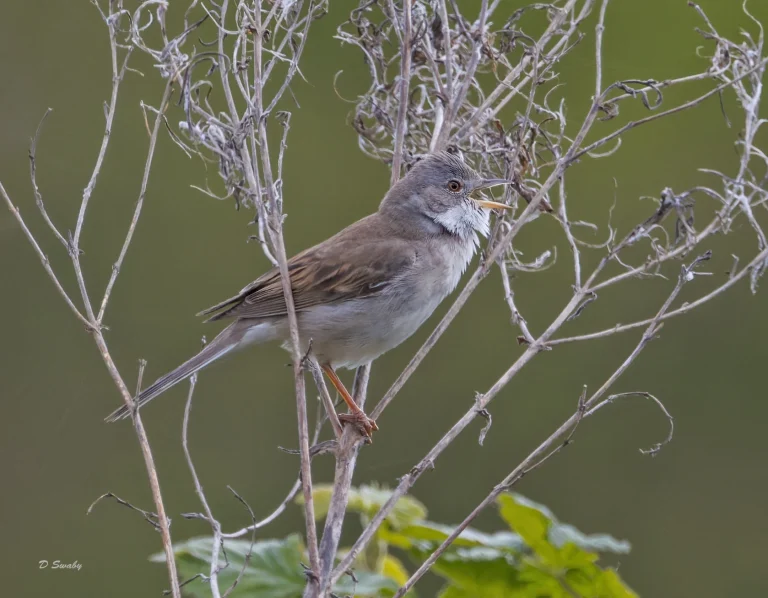 Common Whitethroat