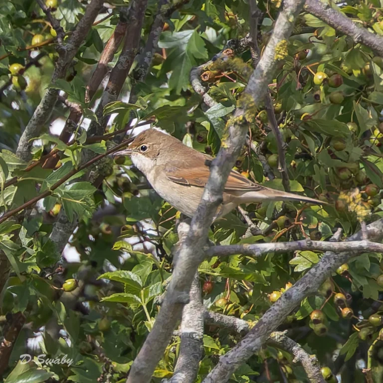 Common Whitethroat