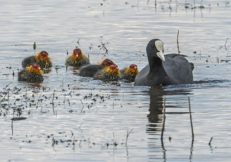 Coot
