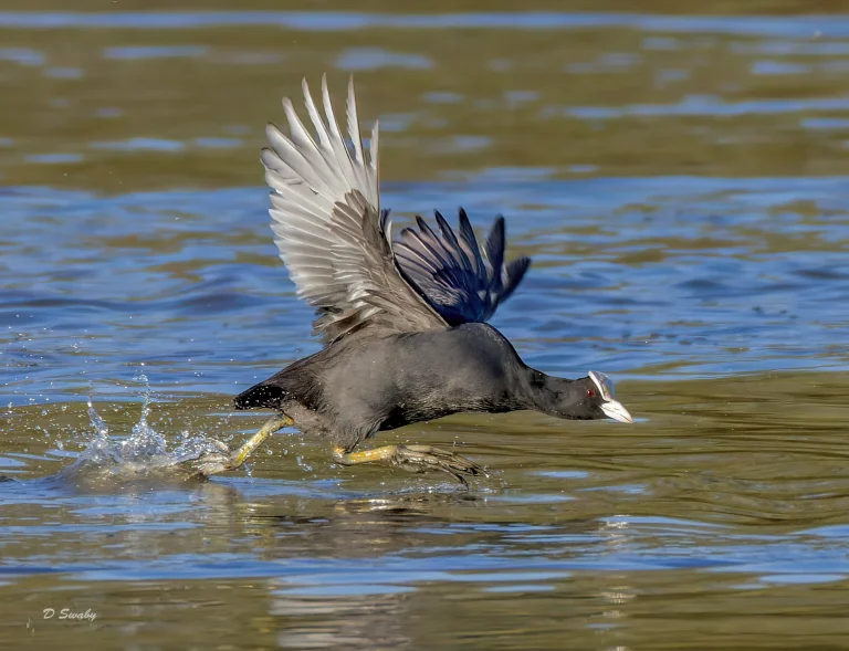 Coot