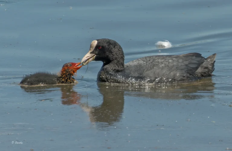 Coot feeding chick