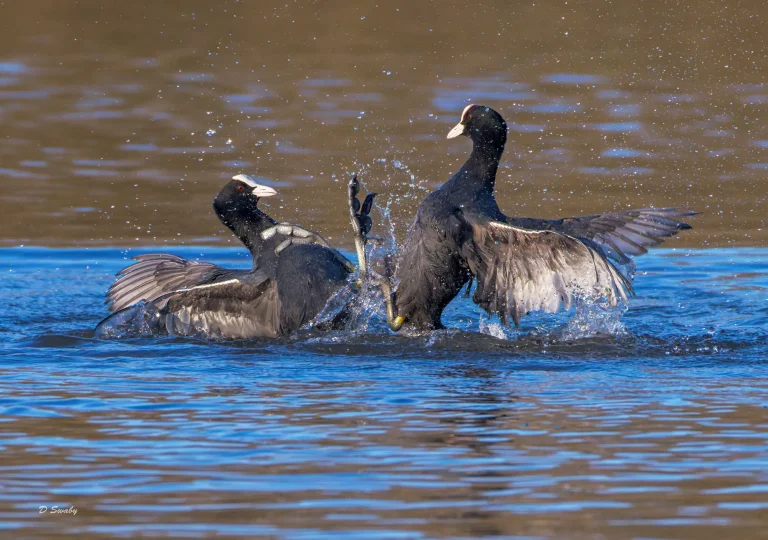 Coots