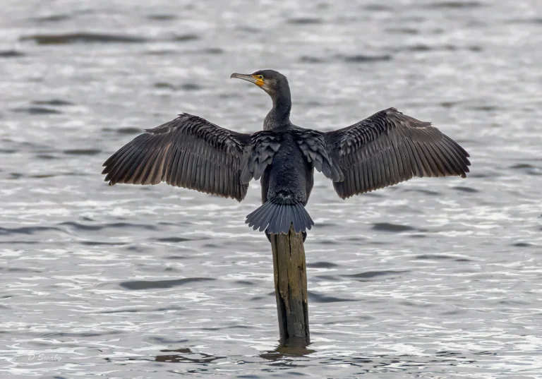 Cormorant