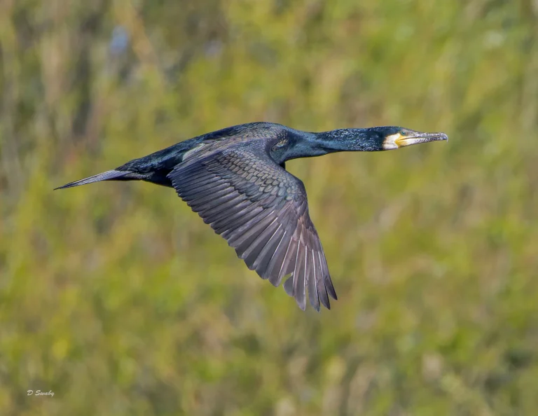 Cormorant