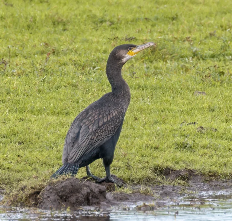 Cormorant