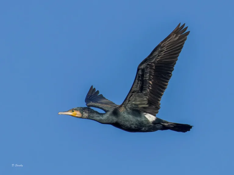 Cormorant