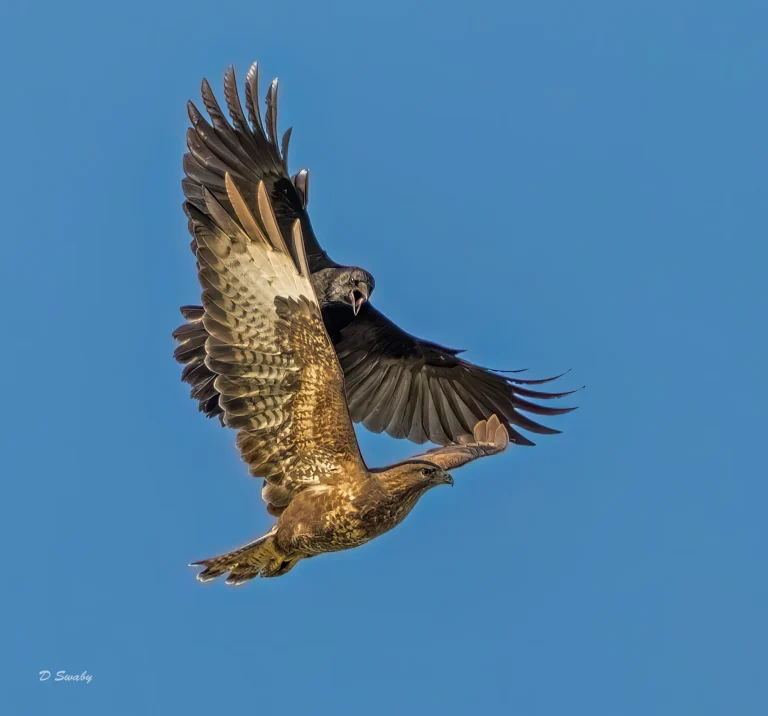 Crow and Buzzard