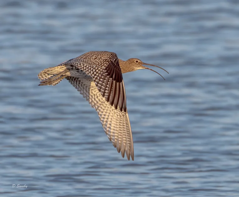 Curlew